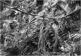 Image result for Eremospatha haullevilleana