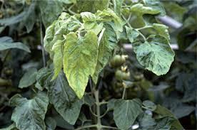 Image result for Lepistemon owariensis