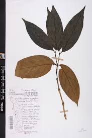 Image result for Belonophora coffeoides