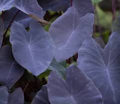 Image result for Prismatocarpus cordifolius