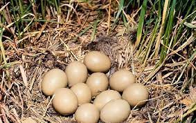 geschiedenis van onze huidige kippen kippen fazant kippenrassen