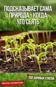 посадка цветов на рассаду в марте по лунному календарю Podskazyvaet Sama Priroda Kogda Chto Seyat Ovoshnye Gryadki Ogorodnichestvo I Ovoshnoj Ogorod