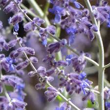 Image result for Perovskia atriplicifolia 'blue spire'