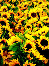 Sfondi Belli Explore Tumblr Posts And Blogs Tumgir Il girasole, proprio in virtù delle caratteristiche sopra descritte, simboleggia l'allegria, la solarità e la vivacità. sfondi belli explore tumblr posts and
