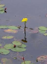 Image result for Utricularia benjaminiana