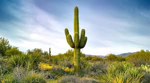 Arizona cactus sells all kinds of cactus and succulents online including rare cacti and christmas cactus. A Field Guide To Arizona Cacti Vbt Active Travel Blog Vbt Bicycling Vacations