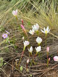 Image result for Zephyranthes minuta