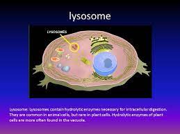 We did not find results for: Cells Alive Exploration Ppt Download