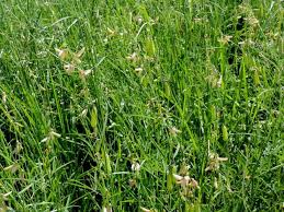Image result for Crotalaria oocarpa