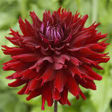 Pin On Garden