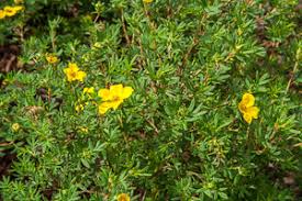 Hold yourself back from including every repetition in garden borders is the easiest way to unify a planting scheme. Sunny Delights Flowering Shrubs For Hot Dry Gardens Janet Bligh