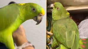 Translation of parrot in spanish. Tiktok Spanish Speaking Bird Bruno Is The Boost We All Need