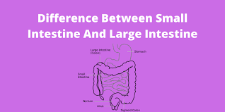 This region is further divided anatomically and functionally into the small intestine or bowel (duodenum, template:jejunum and template:ileum) and large intestine or bowel. Difference Between Small Intestine And Large Intestine