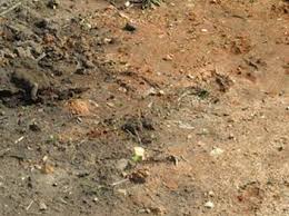 Should i add seed into top soil? Improving Clay Soil
