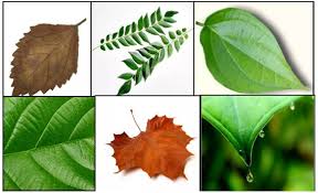 Gambar daun lemon lime draceana. Jenis Daun Macam Bentuk Contoh Dan Fungsinya