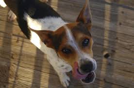 Dog Feeding Guide Purina