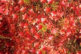 Image result for Tetragonia calycina