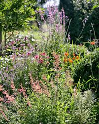 Ein Schweizer Garten On Instagram Derzeit Gehts Bunt Zu Und Her Im Neuen Staudenbeet Im Vordergrund Bluht Die Garten Duftnessel Agastache Firebird Dahinte