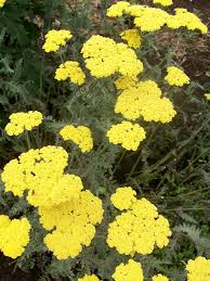 Golden yellow flowers bloom in summer on flat, upward facing plates. Achillea Coronation Gold Plant Profile Sylvan Gardens Landscape Contractors
