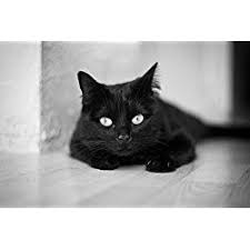 Black cat 1000 piece jigsaw puzzle. Pin On House Panthers