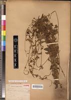 Image result for Ipomoea fulvicaulis