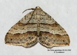 Image result for Mesotype parallelolineata