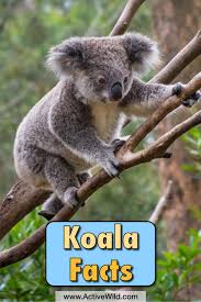 Koala Facts For Kids Information Pictures Video More Animal Facts For Kids Koala Animals For Kids