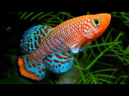Selamat datang di arsipedia id! Download Ikan Hias Cantik 3gp Mp4 Codedfilm