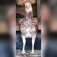 They produce quality meats, eggs and dairy products. For Sale Organic Free Free Range Chicken Kabankalan Facebook