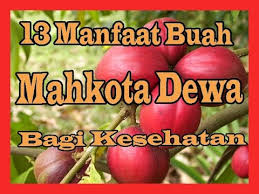 Kanker merupakan penyakit yang disebabkan oleh adanya radikal bebas yang masuk ke dalam tubuh dan menyerang sel sehat. Manfaat Buah Mahkota Dewa Buah Simalakama Apa Bagaimana