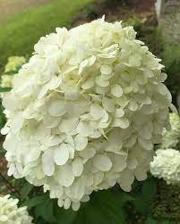 There has been a lot of debate regarding the origins of hydrangeas' name. Pin On Instagram Pics