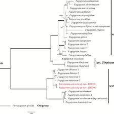 Image result for Fagopyrum snowdenii
