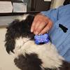 Engraved pet tags come in a variety of designs to match any pet's style. Https Encrypted Tbn0 Gstatic Com Images Q Tbn And9gctj Zul2siqgsdo Lxzpe Dev2i Naiuocxxpjsgsi Usqp Cau