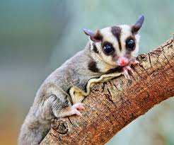 How To Train Your Sugar Glider | Petplace.Com