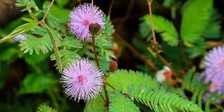 Selain itu, daun sirih juga punya khasiat bagi pria. Siapa Sangka Tanaman Liar Putri Malu Ternyata Bisa Bikin Pria Jadi Lebih Perkasa Dan Tahan Lama Portal Jember