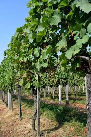 Install two rows of wire that will eventually support vines and the grapes that grow on them—the top row about five feet above ground level, the bottom one 14 inches below the top wire. How To Trellis Grape Vines So They Produce Fruit For 50 Years