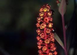 Image result for Phytolaccaceae