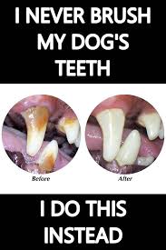 How To Clean Your Dog S Teeth At Home Without Brushing Dog Teeth Cleaning Dog Teeth Care Dog Teeth