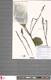 Image result for Thomandersia