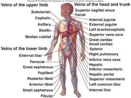 In all, there are believed to be 80 organs in your body, all serving different functions and uses. Human Body Diagram Liver Shefalitayal