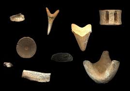 If you're a shark tooth collector, then you're probably eager to get your hands on one from a great white shark. Fossilguy Com Types Of Shark Fossils Parts Of Sharks That Fossilize