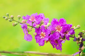 Flower with name in marathi line. Popular Flowers Names In Marathi India Gardening