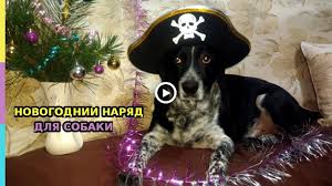novogodnij naryad dlya sobaki i mechty pod novyj 2020 god prikolnoe po sobaki mechta rukodelie