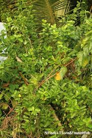 Image result for Premna serratifolia