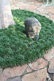 Dwarf Mondo Grass And Flagstone Patio At Mcmayhill Baker Home A Photo On Flickriver Ground Cover Plants Dwarf Mondo Grass Mondo Grass