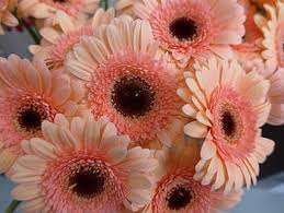 Coral flowers flowers coral pink pantone color coral color flower seeds color of the year petunia flower seeds. Royalty Free Coral Color Flower Photos Free Download Pxfuel