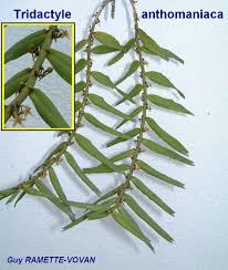 Image result for Summerhayesia zambesiaca