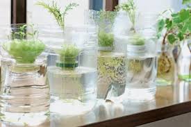 大葉の水耕栽培は冬にもおすすめ！育て方とトラブル回避法 - グリーングロワーズ | 安心安全で環境に優しい水耕栽培レタス