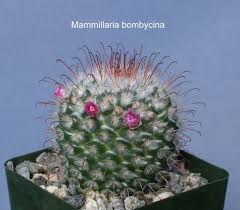 Check out our white spiked cactus selection for the very best in unique or custom, handmade pieces from our shops. Mammillaria