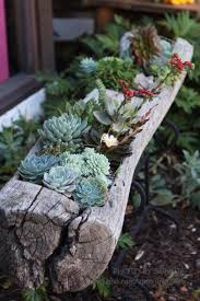 Piante fiorite da interno 5. 50 Modi Di Creare Un Giardino Succulento Incantato Nel Tuo Cortile Home Decor